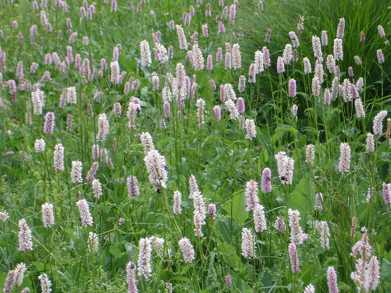 Persicaria bistotta (Adderwortel) inheemse tuinplanten met onkruidwerende eigenschappen